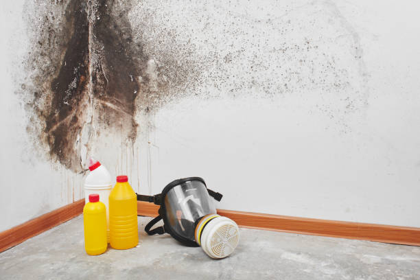 Best Same-Day Mold Removal  in Linden, TX