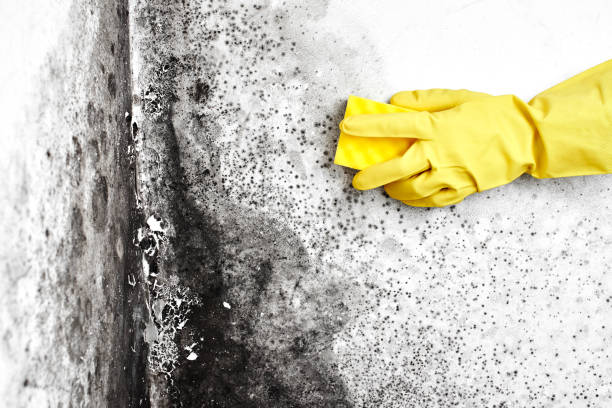 Best Residential Mold Removal  in Linden, TX
