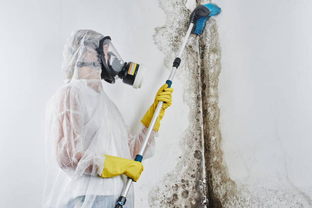 Best Emergency Mold Removal  in Linden, TX