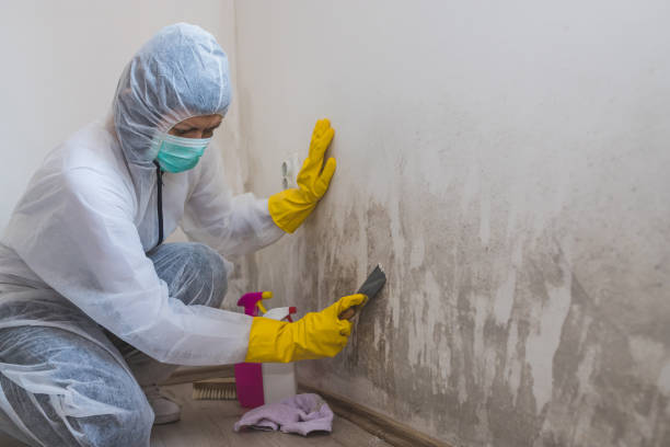 Best Attic Mold Removal  in Linden, TX