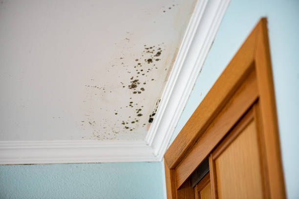 Best Mold Testing  in Linden, TX