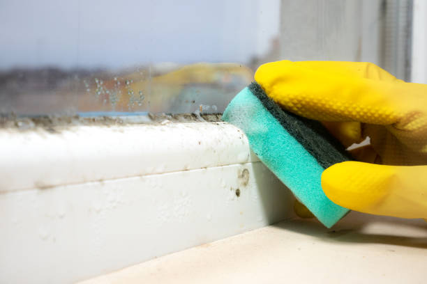 Best Office Mold Removal Services  in Linden, TX