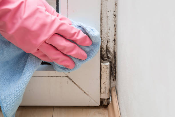 Trusted Linden, TX Mold Removal Experts